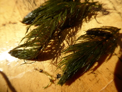 Ceratophyllum echinatum
