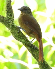 Thripadectes virgaticeps