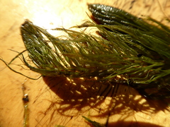 Ceratophyllum echinatum