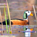 African Pygmy-Goose - Photo (c) Ian White, some rights reserved (CC BY-ND)