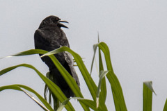 Corvus leucognaphalus