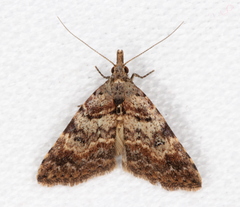 Alapadna pauropis