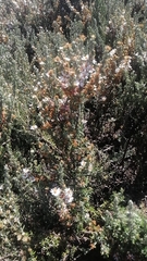 Diplostephium ericoides