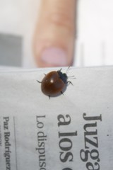 Aegithus clavicornis