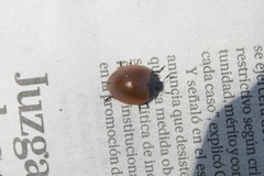 Aegithus clavicornis