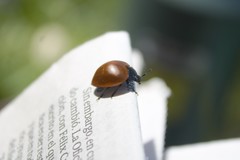 Aegithus clavicornis