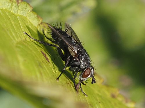 Parasitic fly photo 4