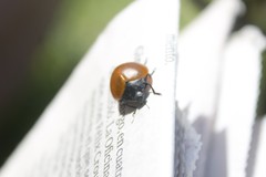 Aegithus clavicornis