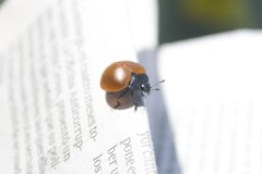 Aegithus clavicornis