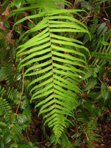 Goniophlebium pseudoconnatum (Goniophlebium pseudoconnatum)