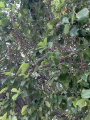 Ficus