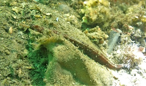 Girdled pipefish (Festucalex cinctus) — Syngnathidae — 4