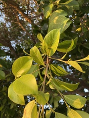 Ficus