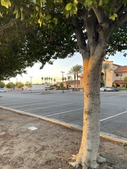 Ficus