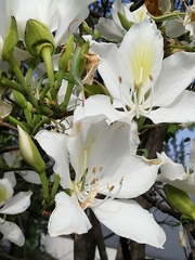 Bauhinia variegata candida