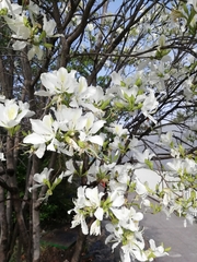 Bauhinia variegata candida
