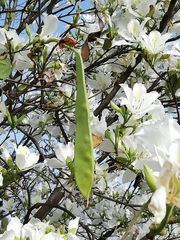 Bauhinia variegata candida