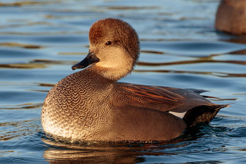 Foto de Gadwall