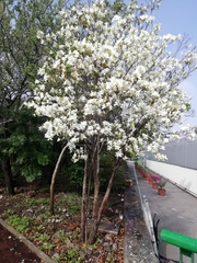 Bauhinia variegata candida