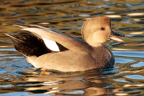 Foto de Gadwall