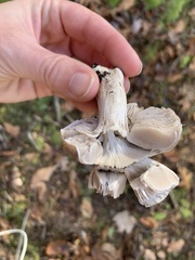 Tricholoma pullum