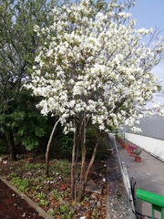 Bauhinia variegata candida