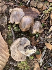 Tricholoma pullum