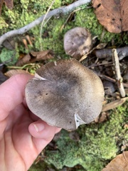 Tricholoma pullum