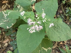 Peteravenia malvifolia