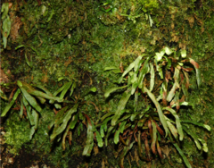 Notogrammitis angustifolia