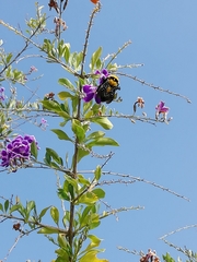 Bombus sonorus