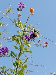 Bombus sonorus