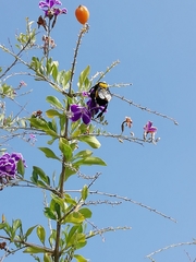 Bombus sonorus