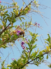 Bombus sonorus