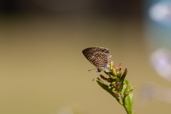 Leptotes trigemmatus