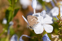 Leptotes trigemmatus