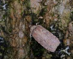 Agonopterix clemensella