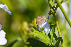 Leptotes trigemmatus