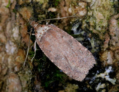 Agonopterix clemensella