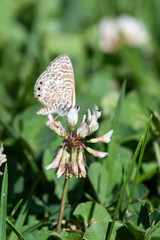 Leptotes trigemmatus