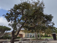 Eucalyptus crenulata