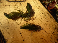 Ceratophyllum echinatum