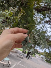 Eucalyptus crenulata