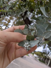Eucalyptus crenulata