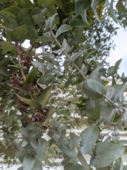 Eucalyptus crenulata