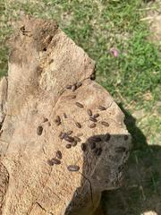 Armadillidium vulgare