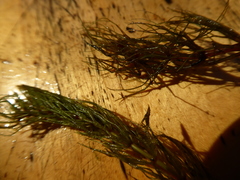 Ceratophyllum echinatum