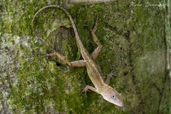 Anolis hispaniolae