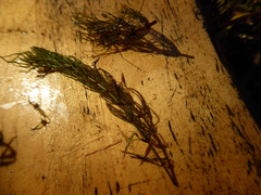 Ceratophyllum echinatum