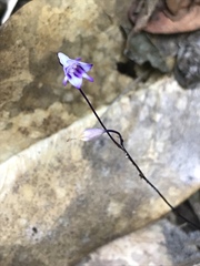 Apteria aphylla